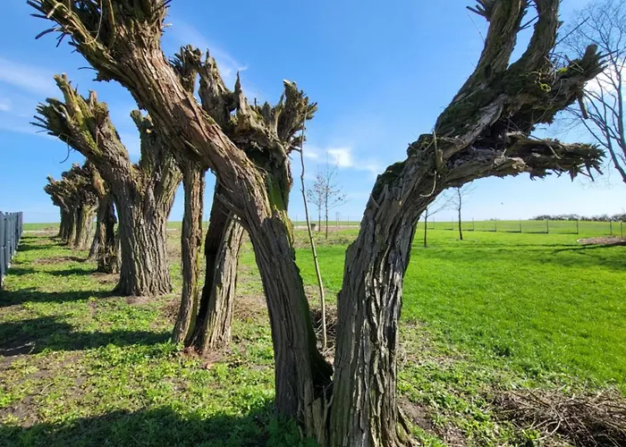 Stary Dom Nad Wrzesnica * Szamarzewo